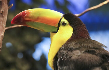 A Close Up of the Head of a Toucan