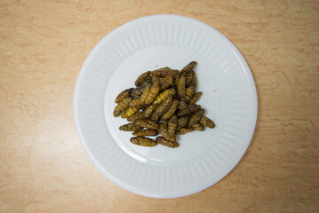 silkworms 
