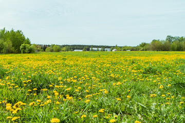 Dandelion field. Spring lush flowering.