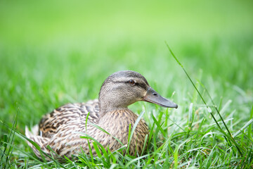 Female mallard duck resting in the green grass - close up