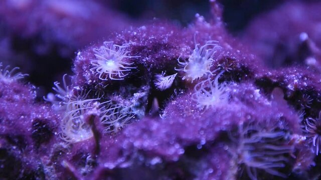 Purple aquatic coral plants in current
