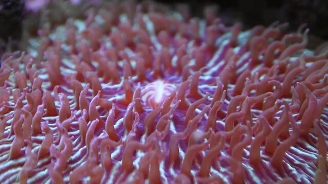 Red aquatic coral plants in current