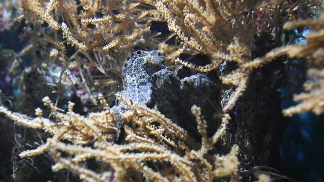 Seahorses resting in sea plants