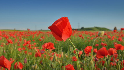 Fototapeta na wymiar The Field of Poppies