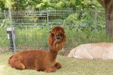 White and Brown Alpacas in Farm