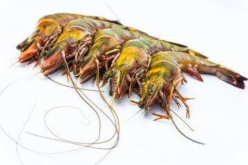 Fresh group of tiger sea shrimp