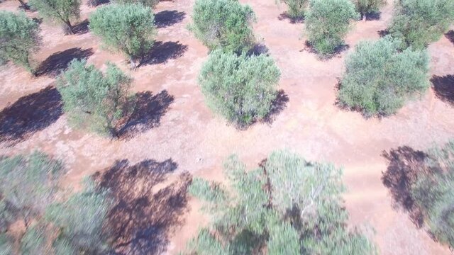 Olive trees - Aerial view 4k