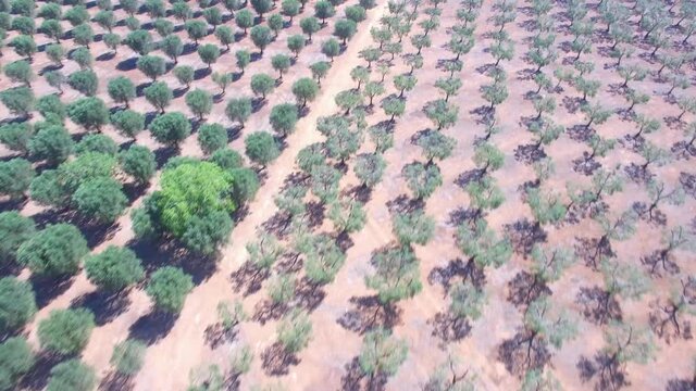 Olive trees - Aerial view 4k