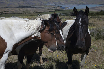 A group of spotted horses gathered together. National Park Torres del Paine. Patagonia. Chile.