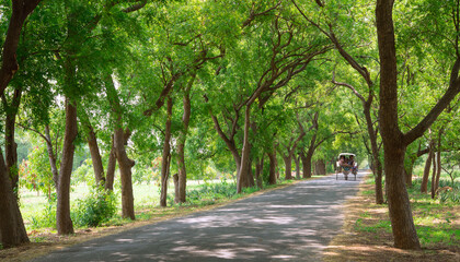 Fototapeta premium Horse carriage in green tree tunnel road, Bagan, Myanmar 