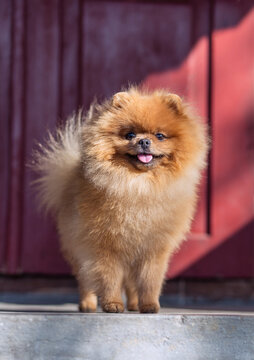 Pomeranian dog outdoor. Portrait of beautiful dog