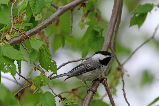 m&eacute;sange &agrave; t&ecirc;te noire