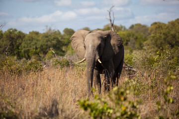 Obraz premium An elephant walking in the Kruger Park, South Africa.