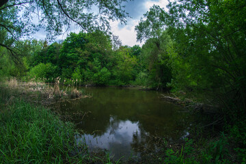 Fototapeta na wymiar Summer landscape river in the woods
