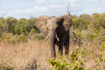 Obraz premium Elephant walking in the bush, Kruger Park, South Africa.