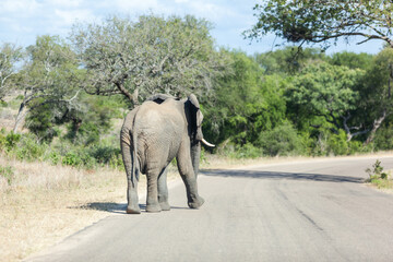 Elephant walking on the tar road in the Kruger Park, South Africa.