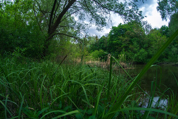 Summer landscape river in the woods