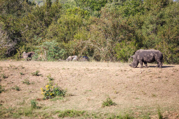 Naklejka premium Animals at a waterhole, Kruger Park, South Africa.