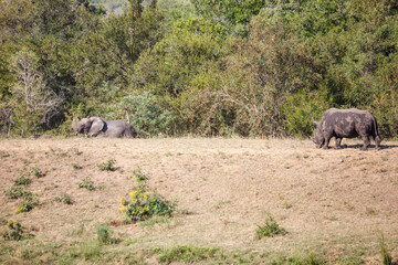 Naklejka premium Animals at a waterhole, Kruger Park, South Africa.