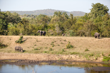 Fototapeta premium Animals at a waterhole, Kruger Park, South Africa.