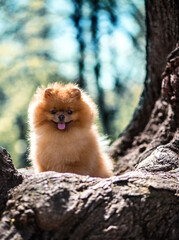Pomeranian dog in a park. Dog sits on a tree