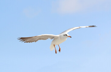 Beautiful seagull flying in the blue sky.