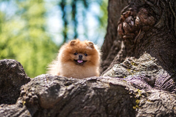 Pomeranian dog in a park. Dog sits on a tree