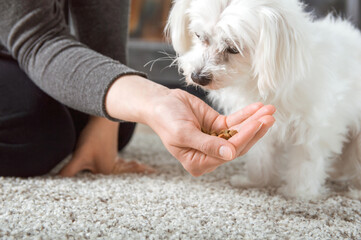 Woman gives food from the hand to her dog