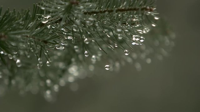 Snow melt dripping from a pine needle in slow motion