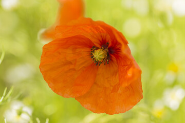 Fototapeta premium Mak w słońcu