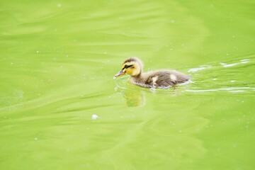 カルガモのヒナ