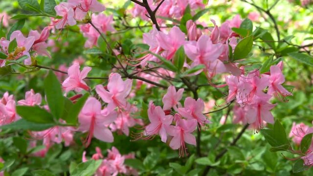 Blooming beautiful pink rhododendrons in the garden.