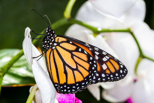 Le papillon monarque sur orchid&eacute;e