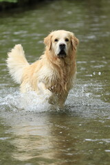 Golden Retriever läuft durch einen Bach (Hochformat)