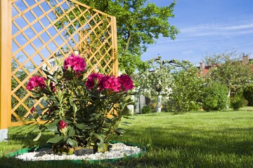 Obraz premium Flower garden with blooming pink Rhododendron