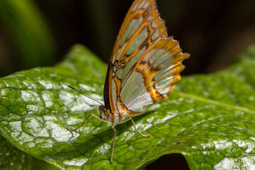 Papillon sur feuille