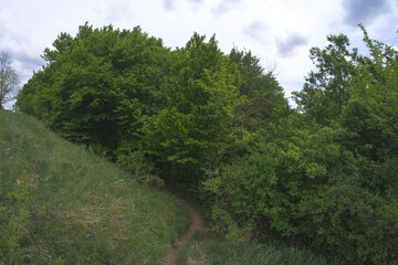 Fototapeta na wymiar Green forest nature in spring.