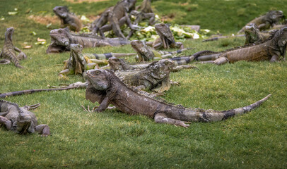 Iguanas at Seminario Park (Iguanas Park) - Guayaquil, Ecuador