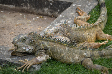 Iguanas at Seminario Park (Iguanas Park) - Guayaquil, Ecuador