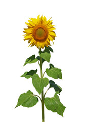 Obraz premium Fleur de tournesol