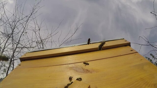 Bees fly near the hive against the blue sky. Slow motion. 30 frames per second