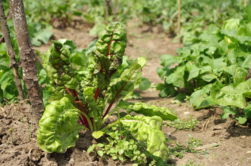 Mangold im Gemüsebeet