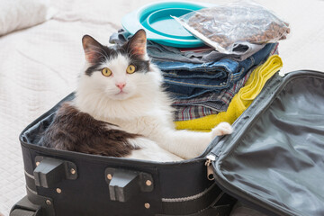 Fototapeta premium Kot siedzący w walizce
