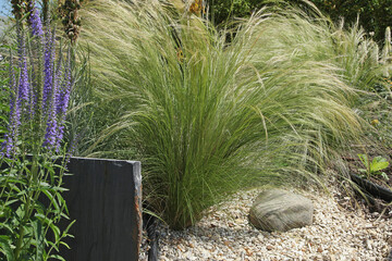 Stipa tenuissima dans un massif © hcast