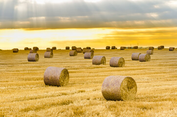 Hay bales on the field after harvest at sunrise golden hour sun