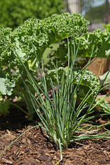 Ciboulette dans un carrée potager