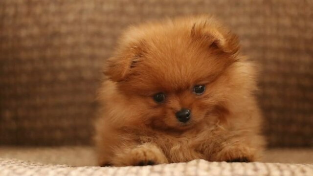 charming little Pomeranian puppy