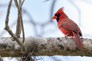 Male Northern Cardinal