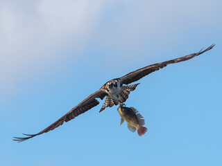 Osprey with Catch