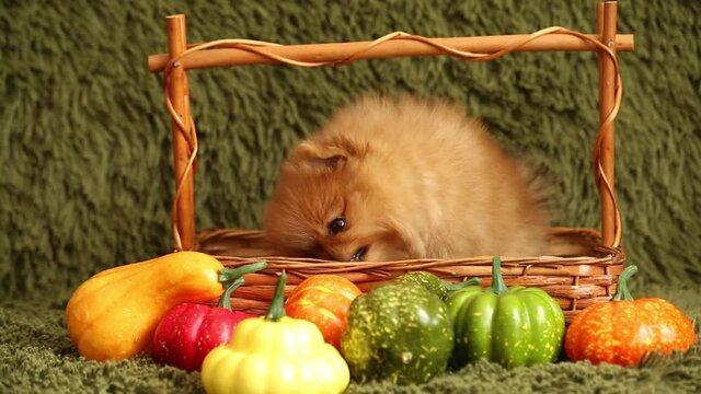 charming little Pomeranian puppy